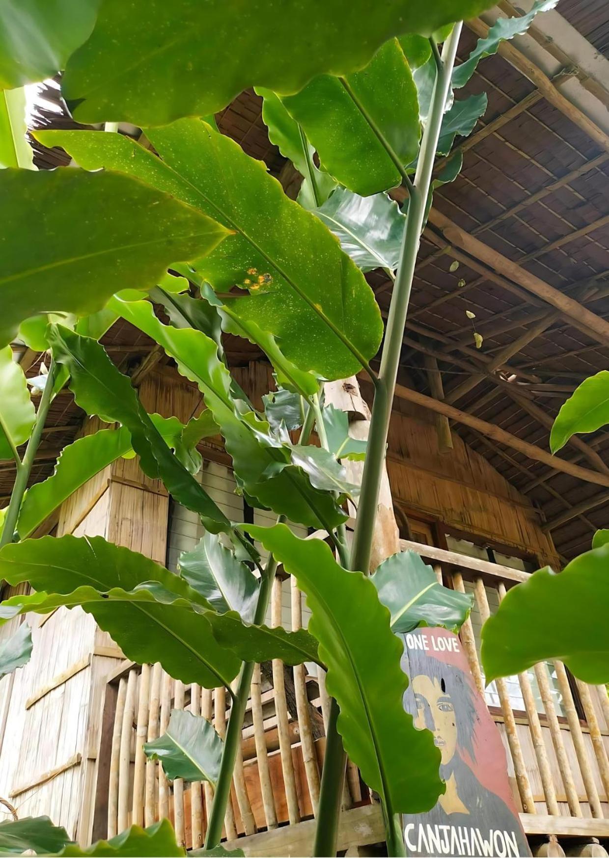 Canjahawon Nipa Hut Homestay Siquijor Dış mekan fotoğraf